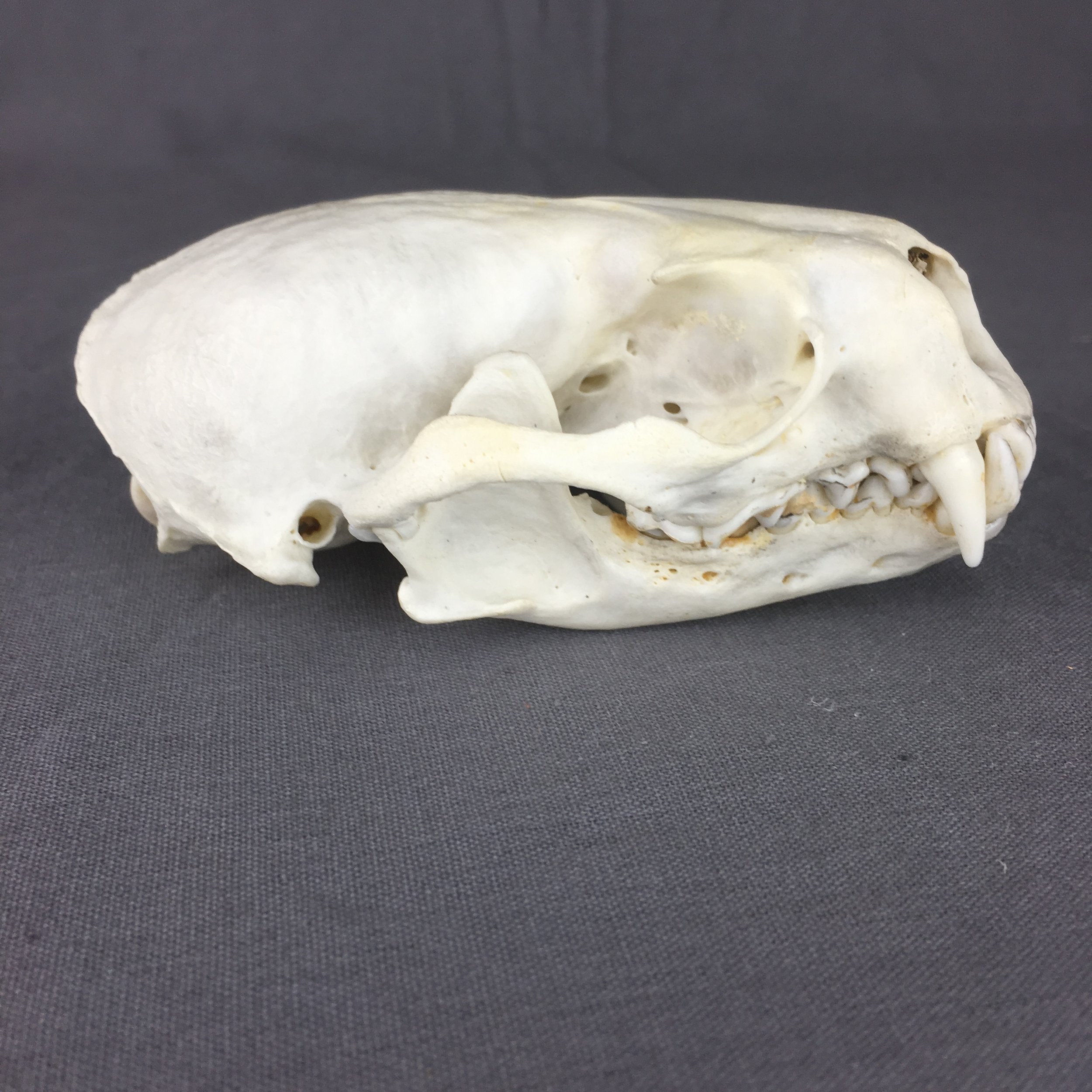 Otter Skull