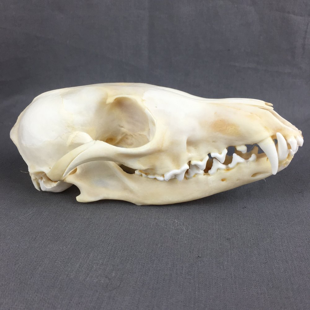 Beautiful, red fox skull with impressive canines, available at Natur