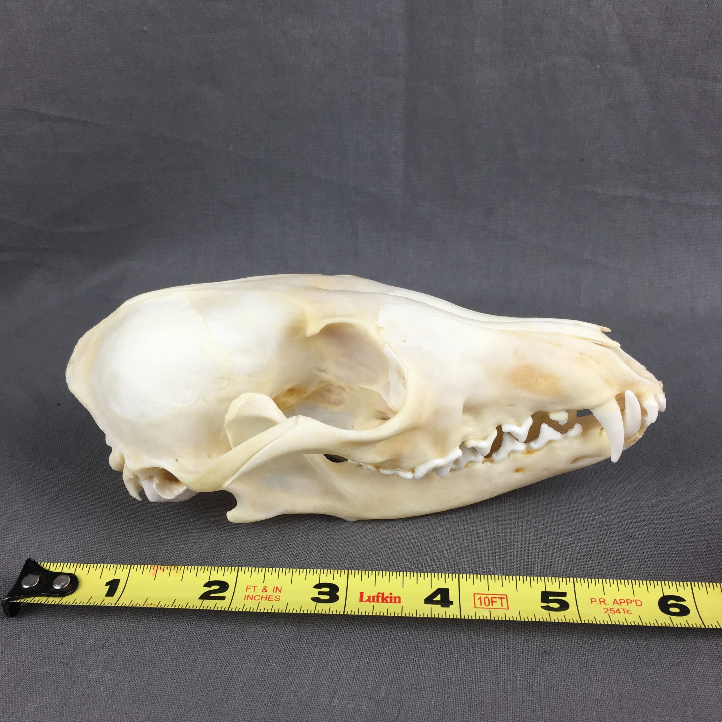Red Fox Skull
