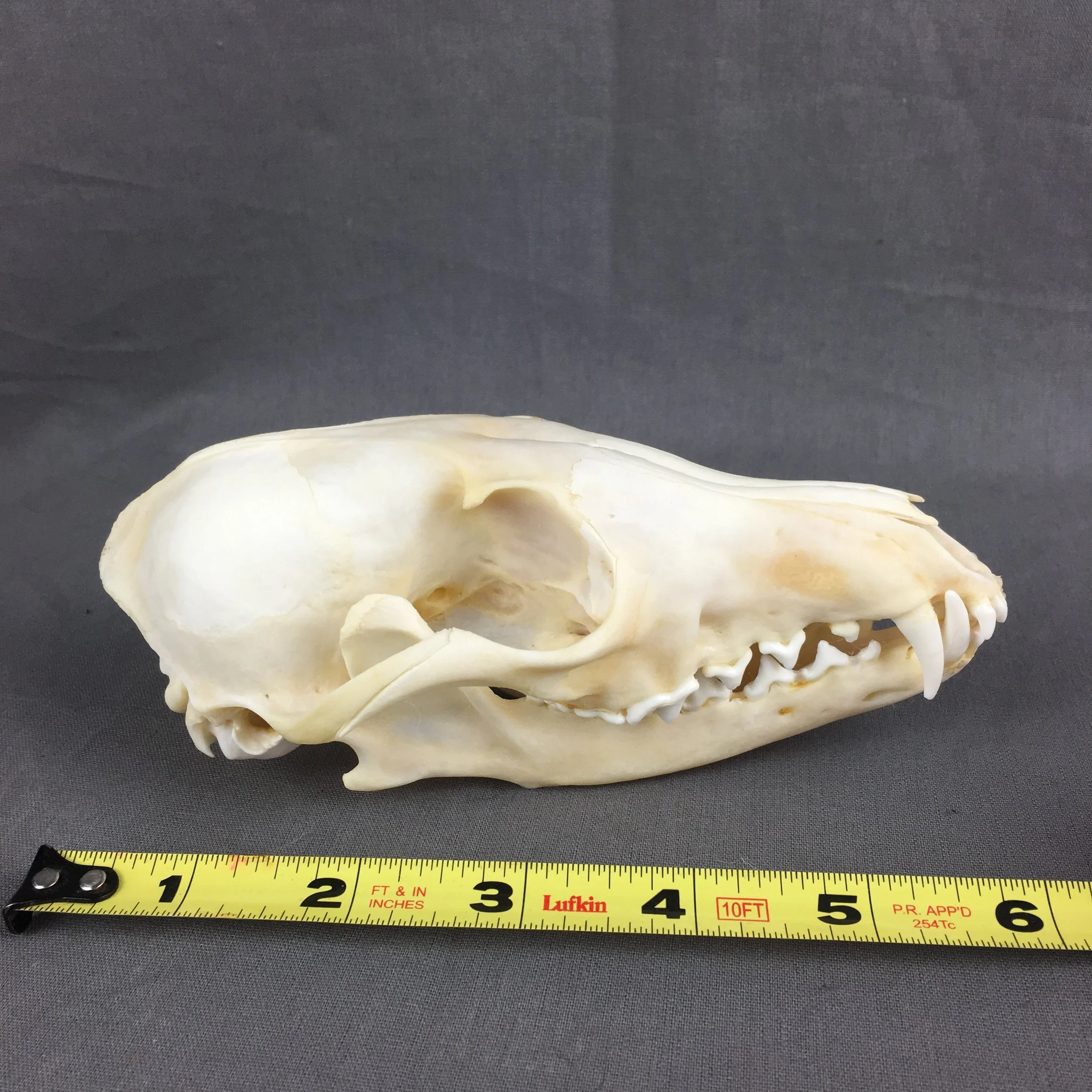 red fox skull