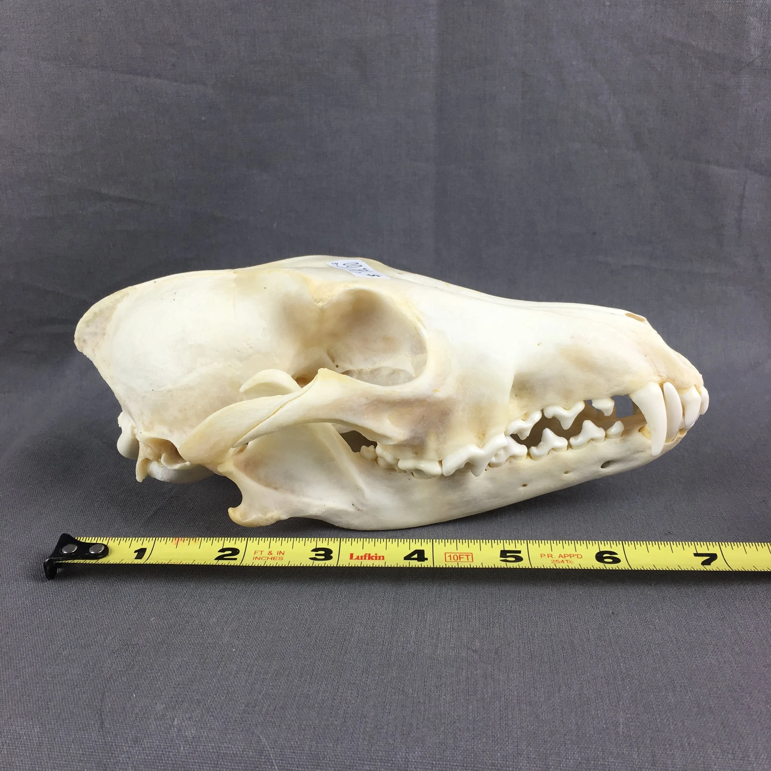 coyote Skull