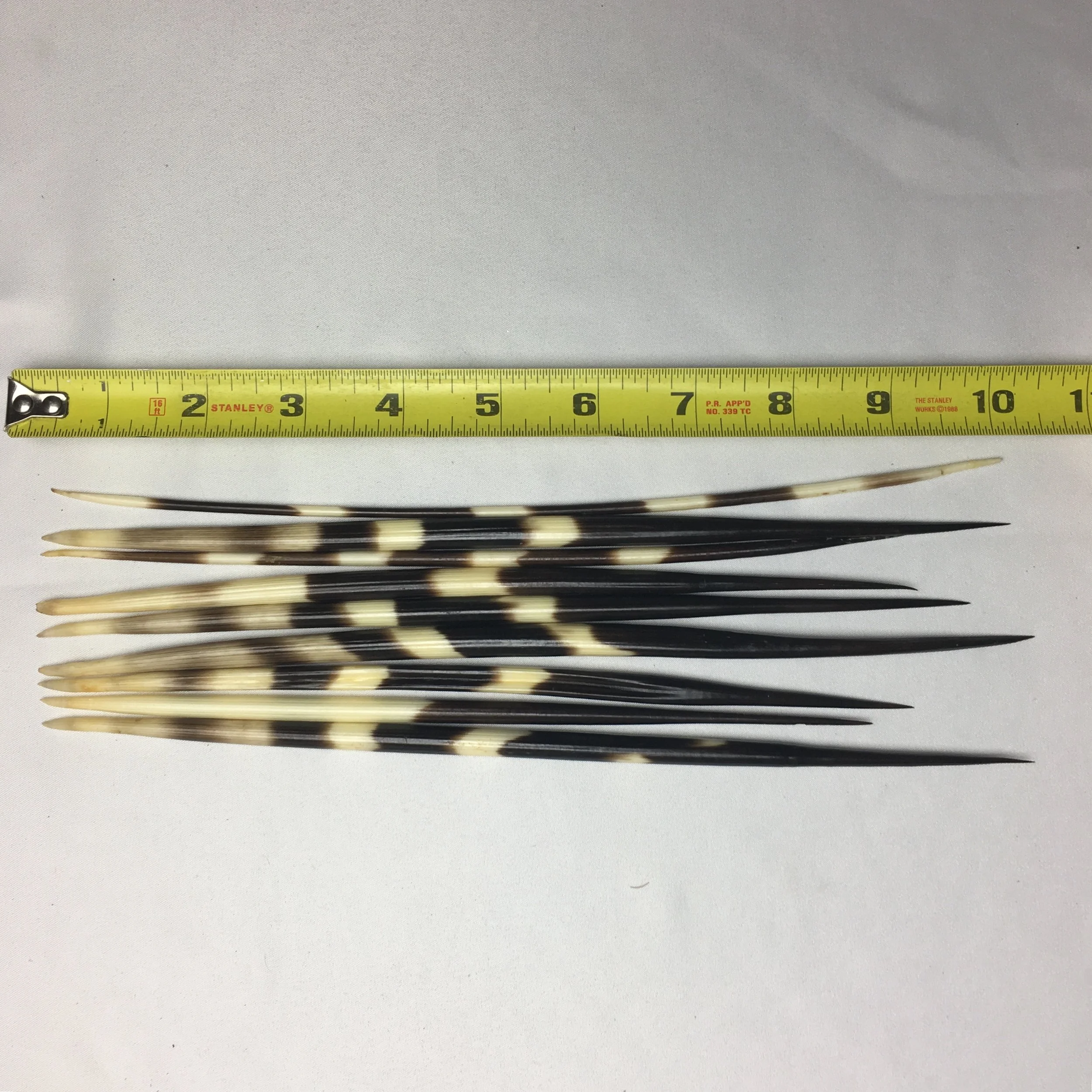 African Porcupine Quill