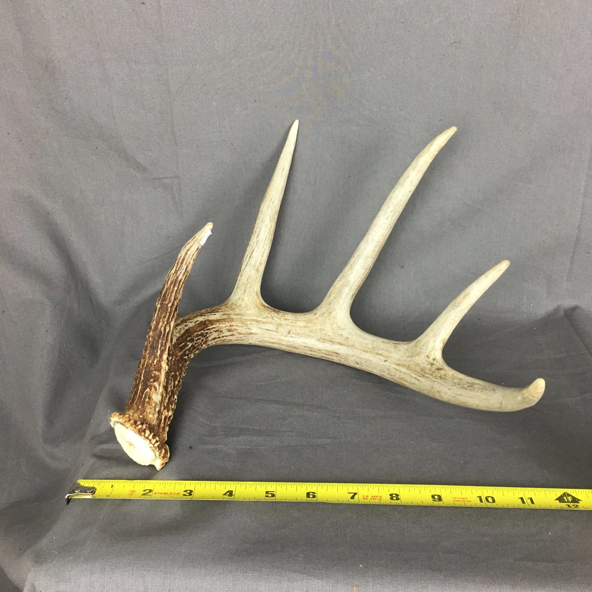 deer antler