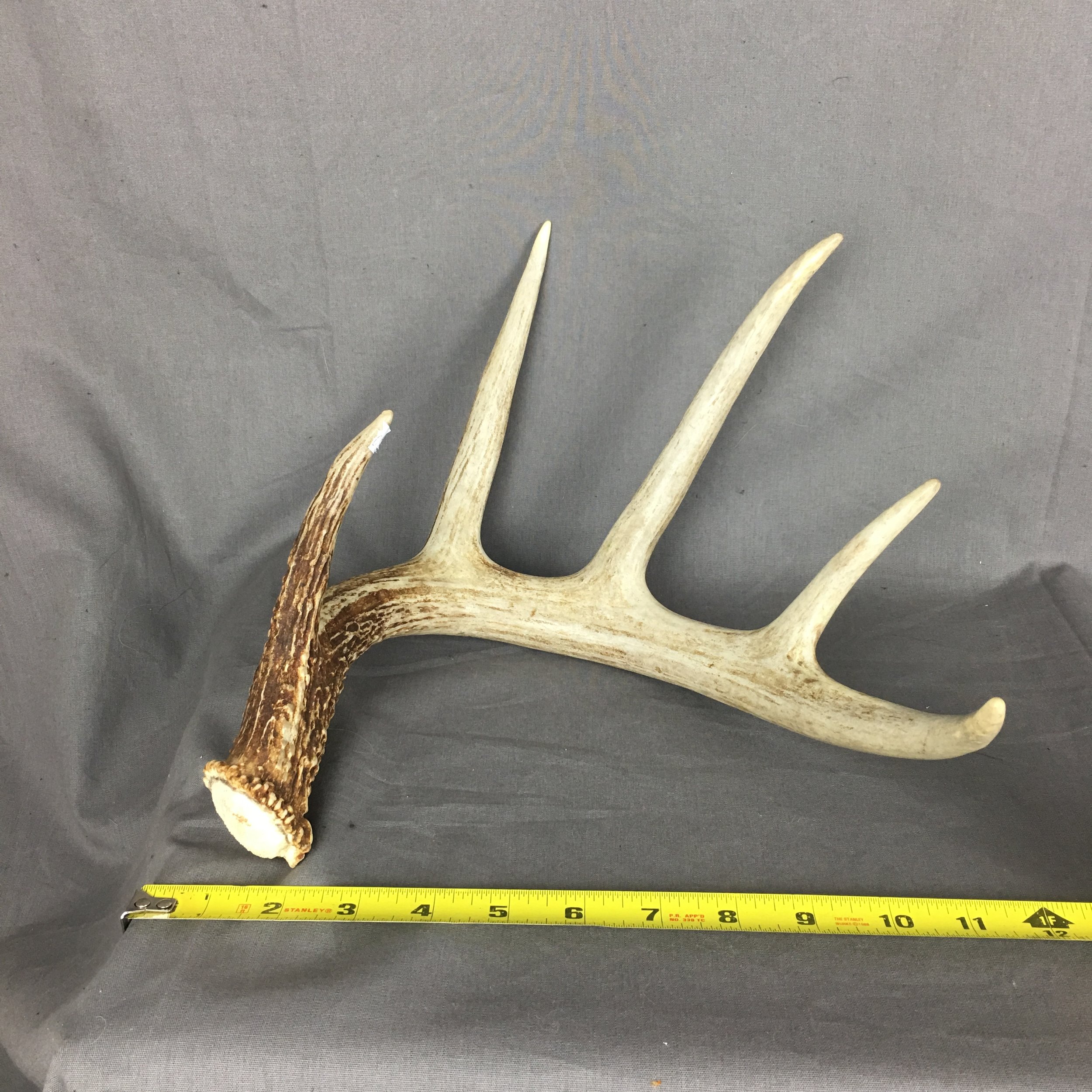 Details about   3 Mule Deer Antlers Horns Elk Moose Rack 