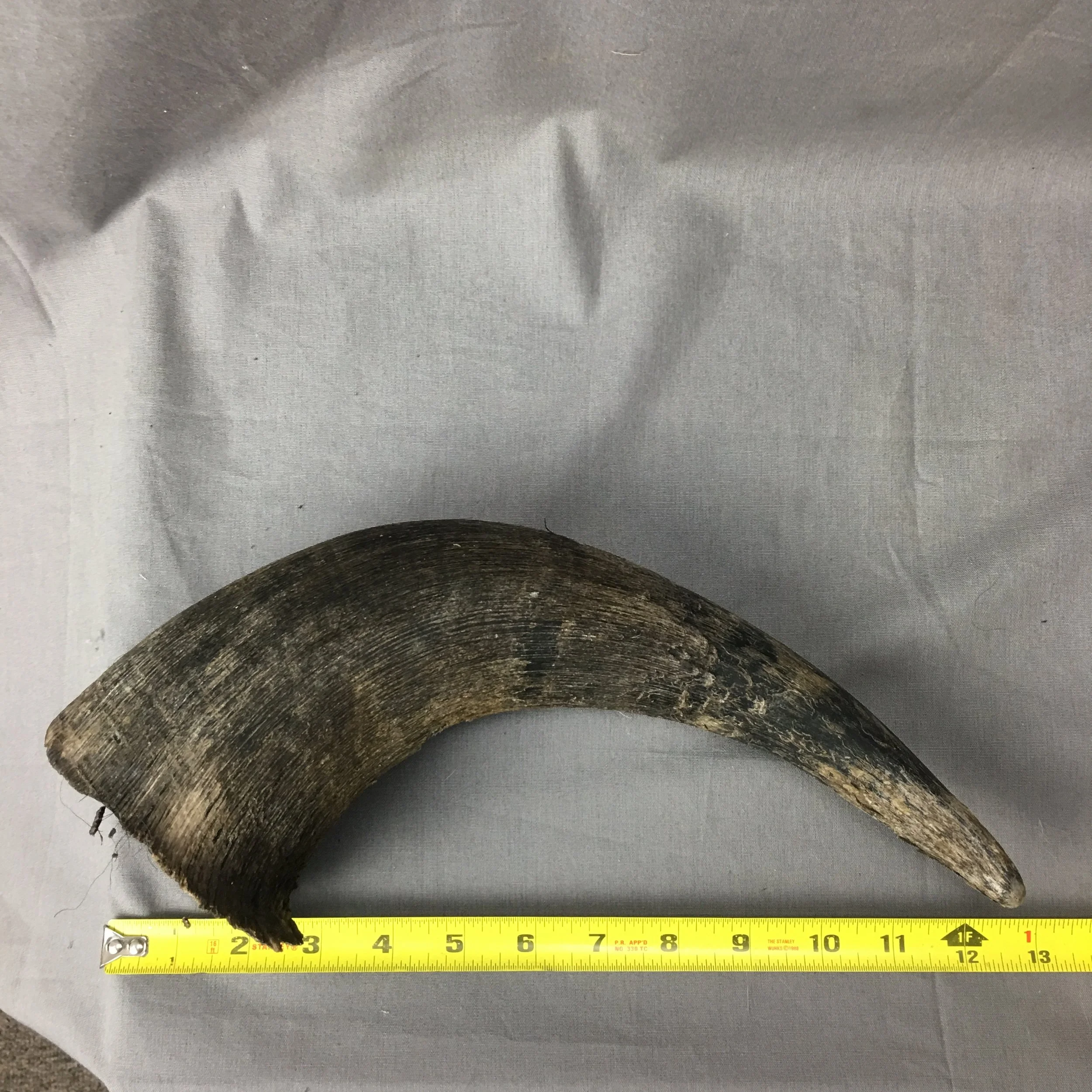 Buffalo Horn