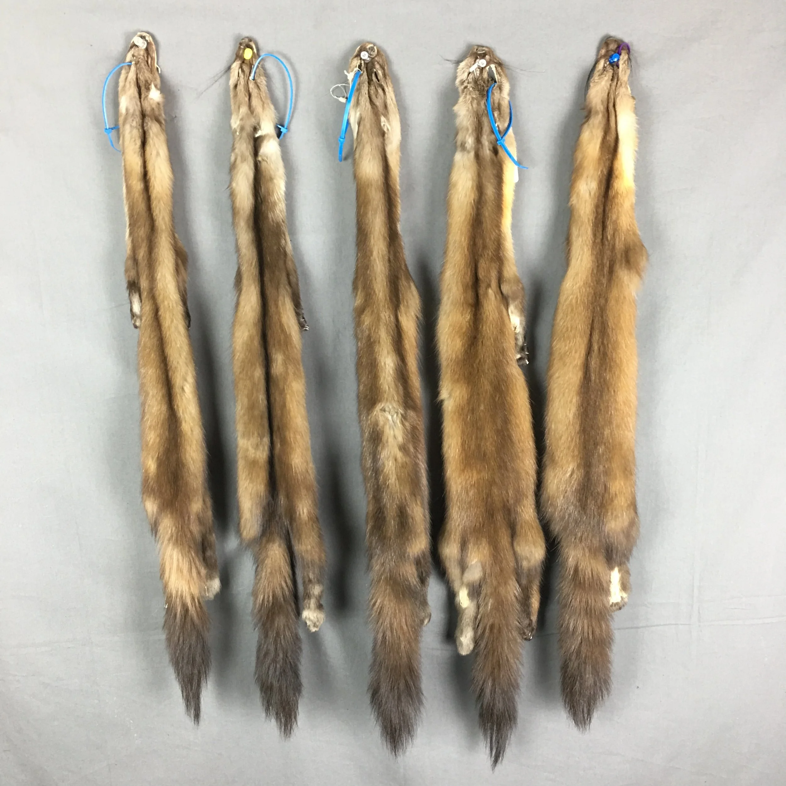 Pine Martin Hide (with feet)