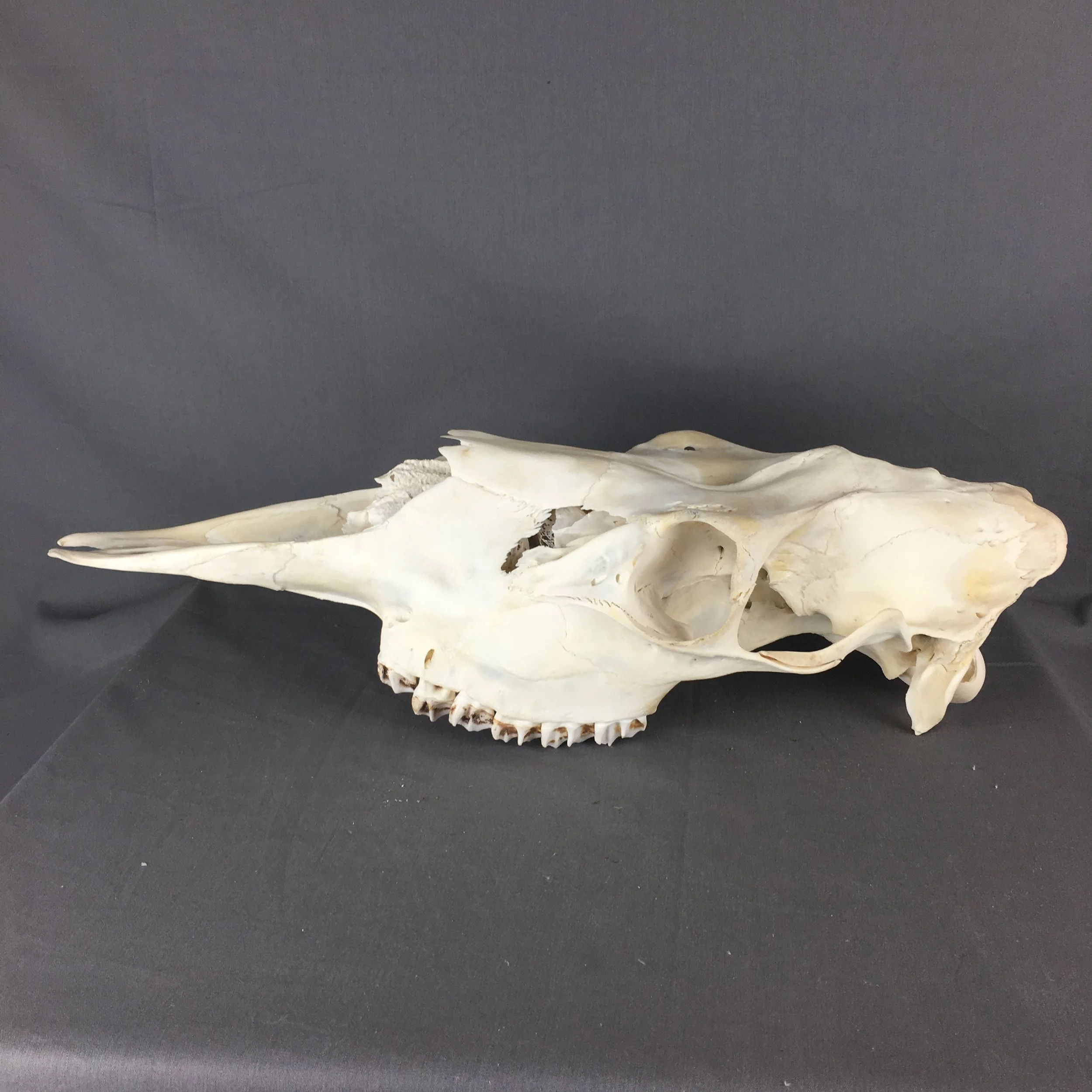 moose skull