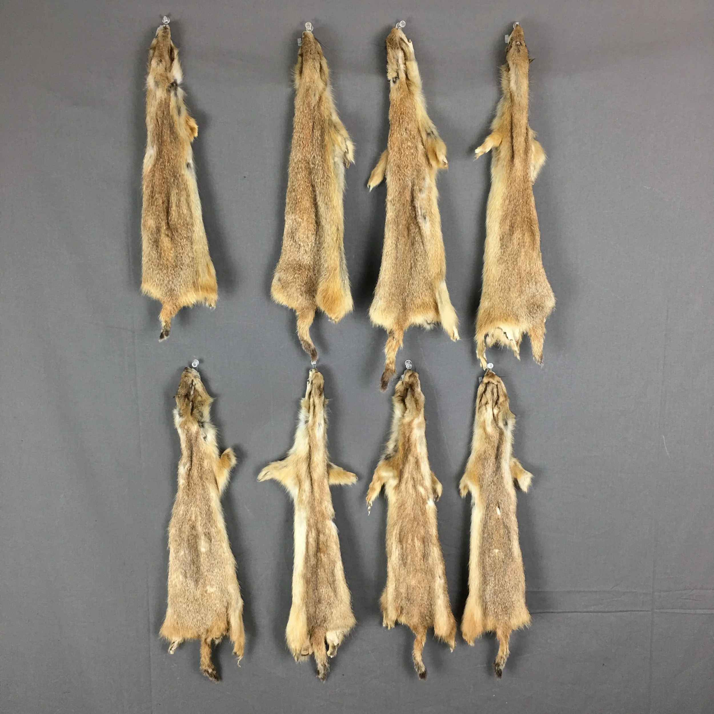 Prairie Dog Hide (Without Feet)