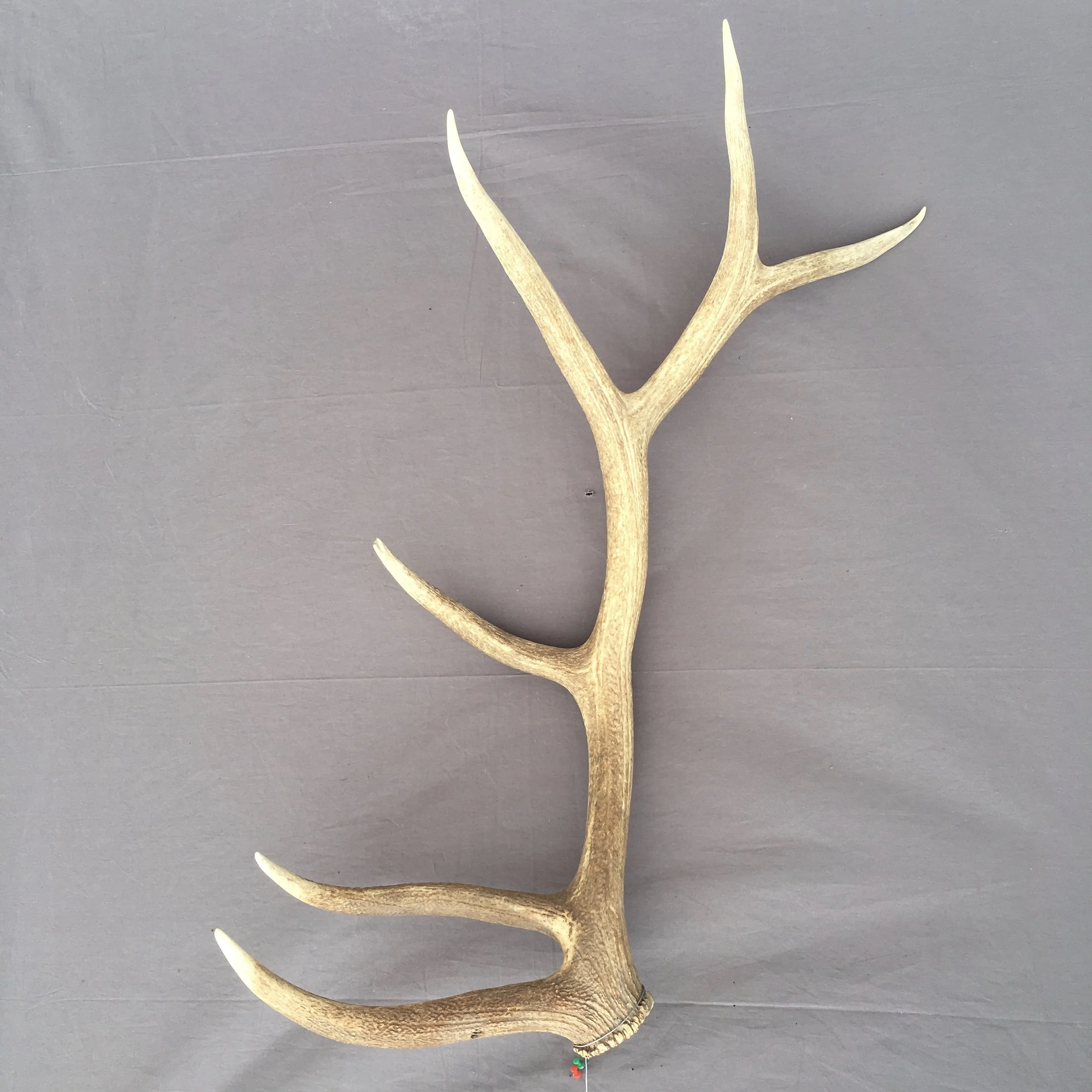 elk Antler