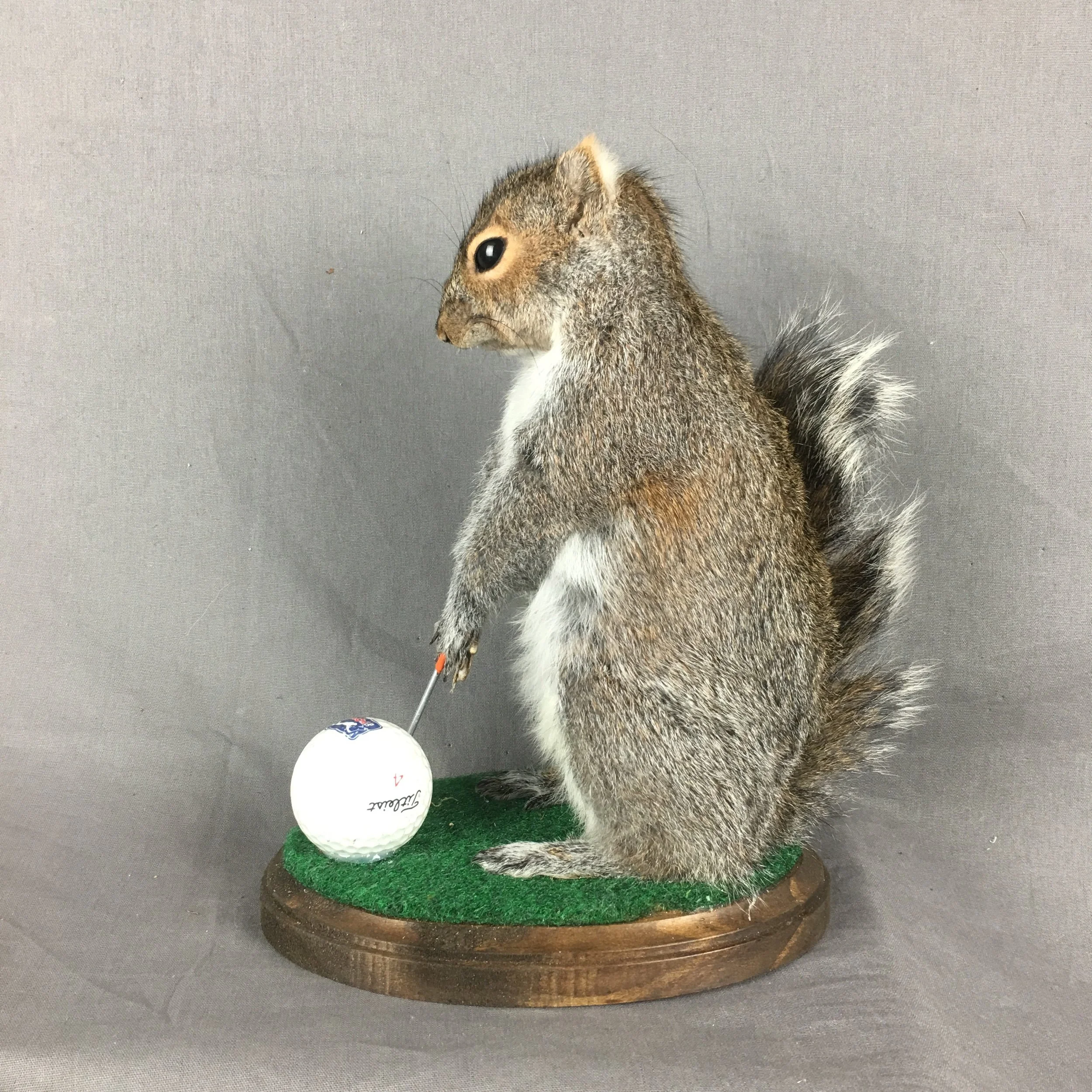 golfing squirrel mount