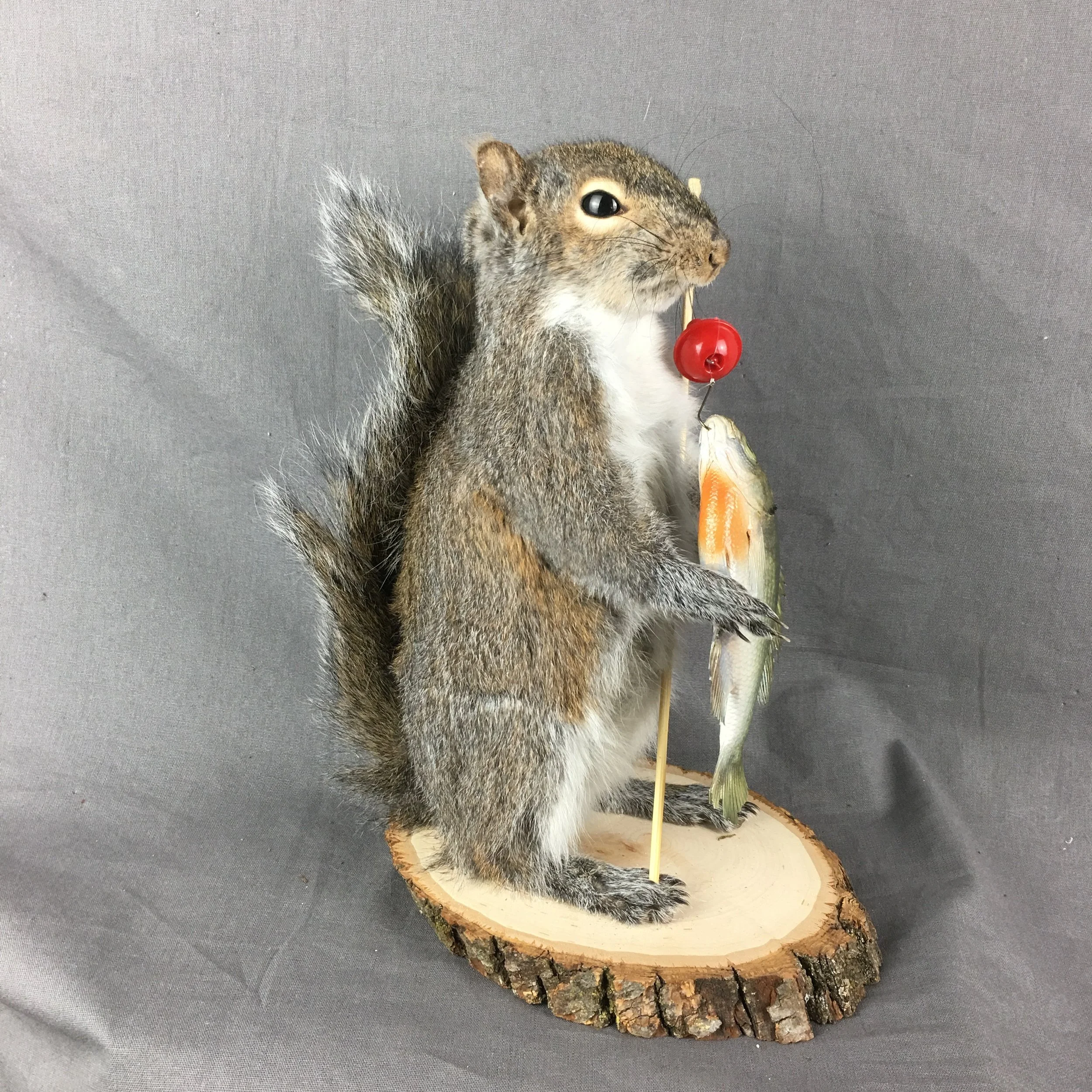 squirrel mount