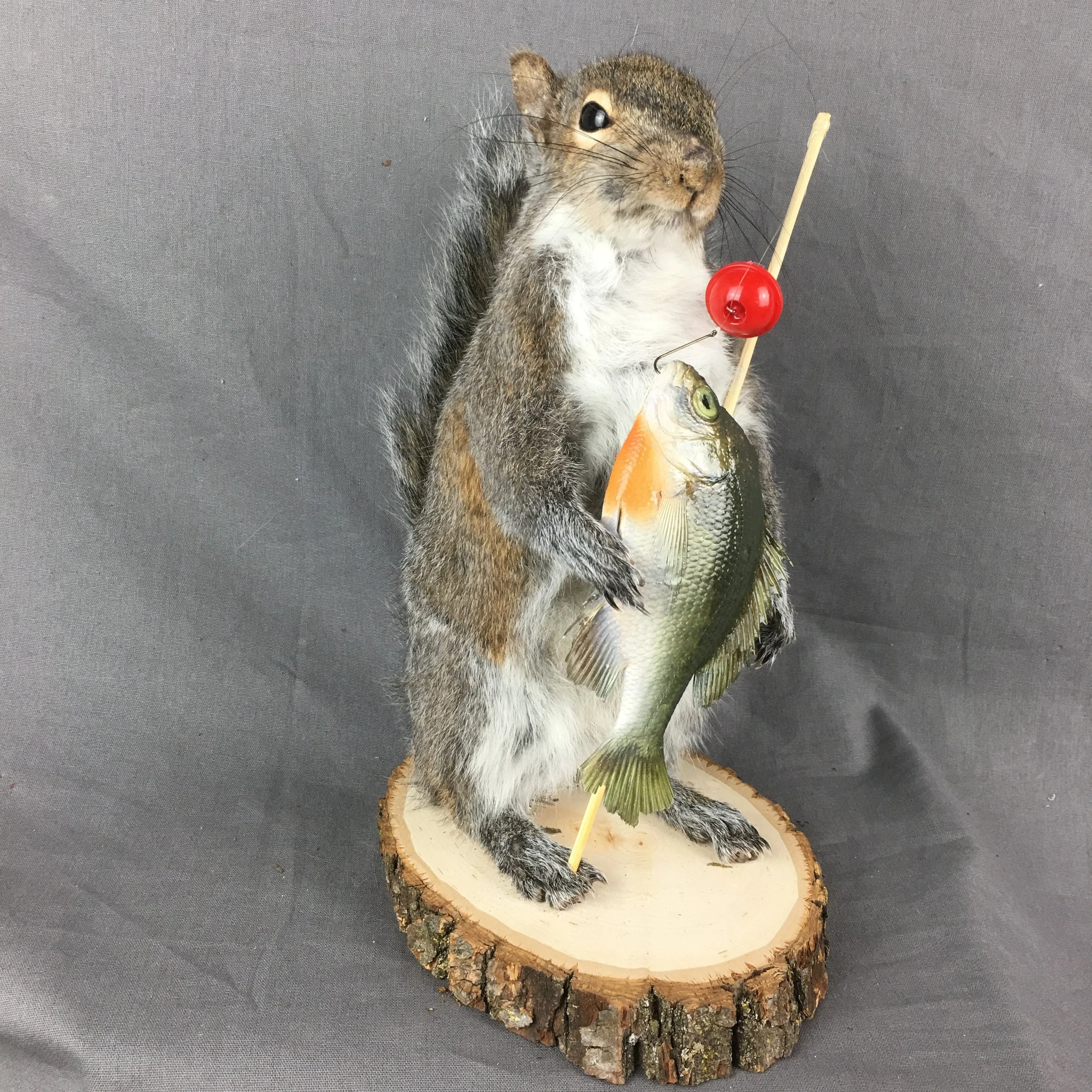 Squirrel Fisherman Mount With Bluegill
