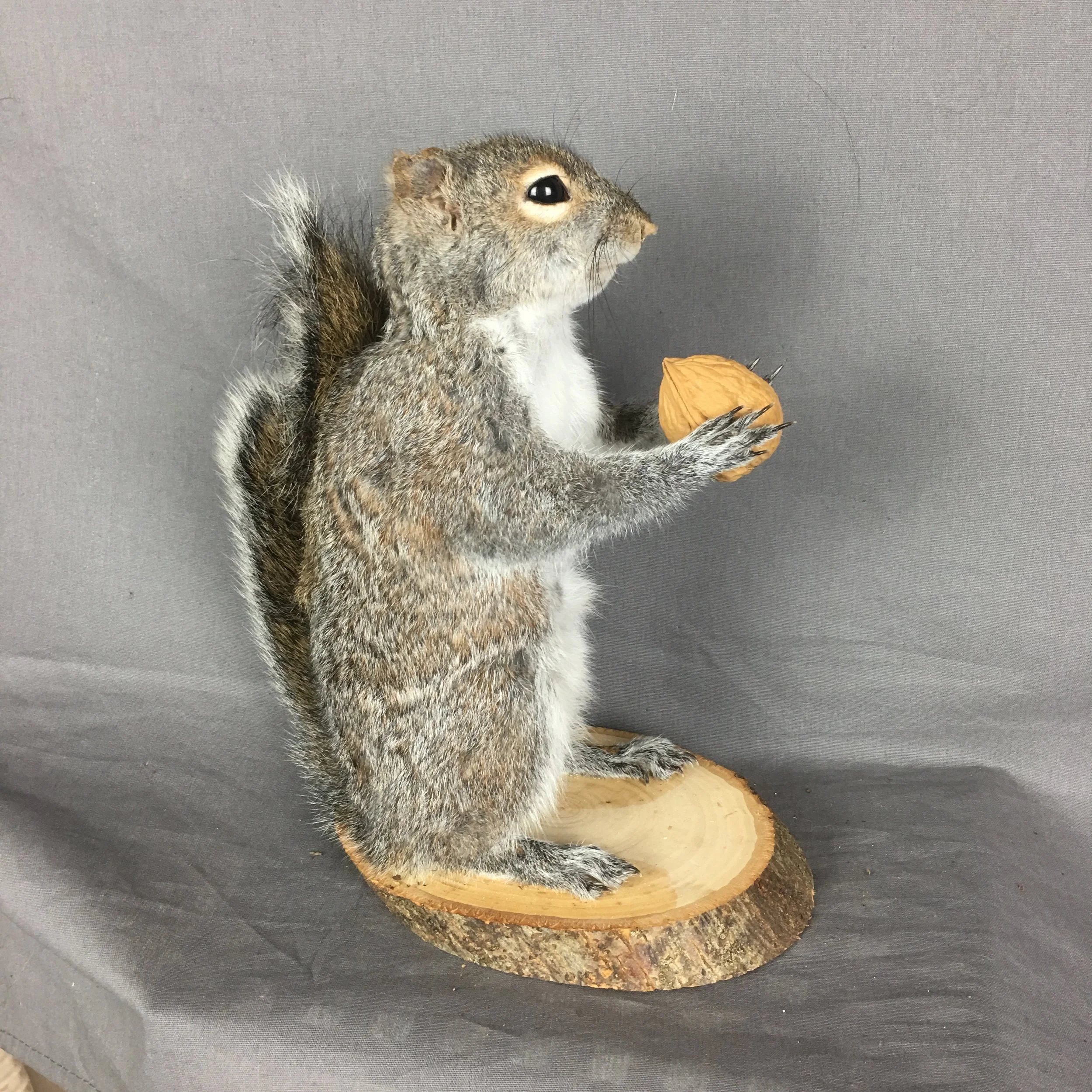 squirrel mount