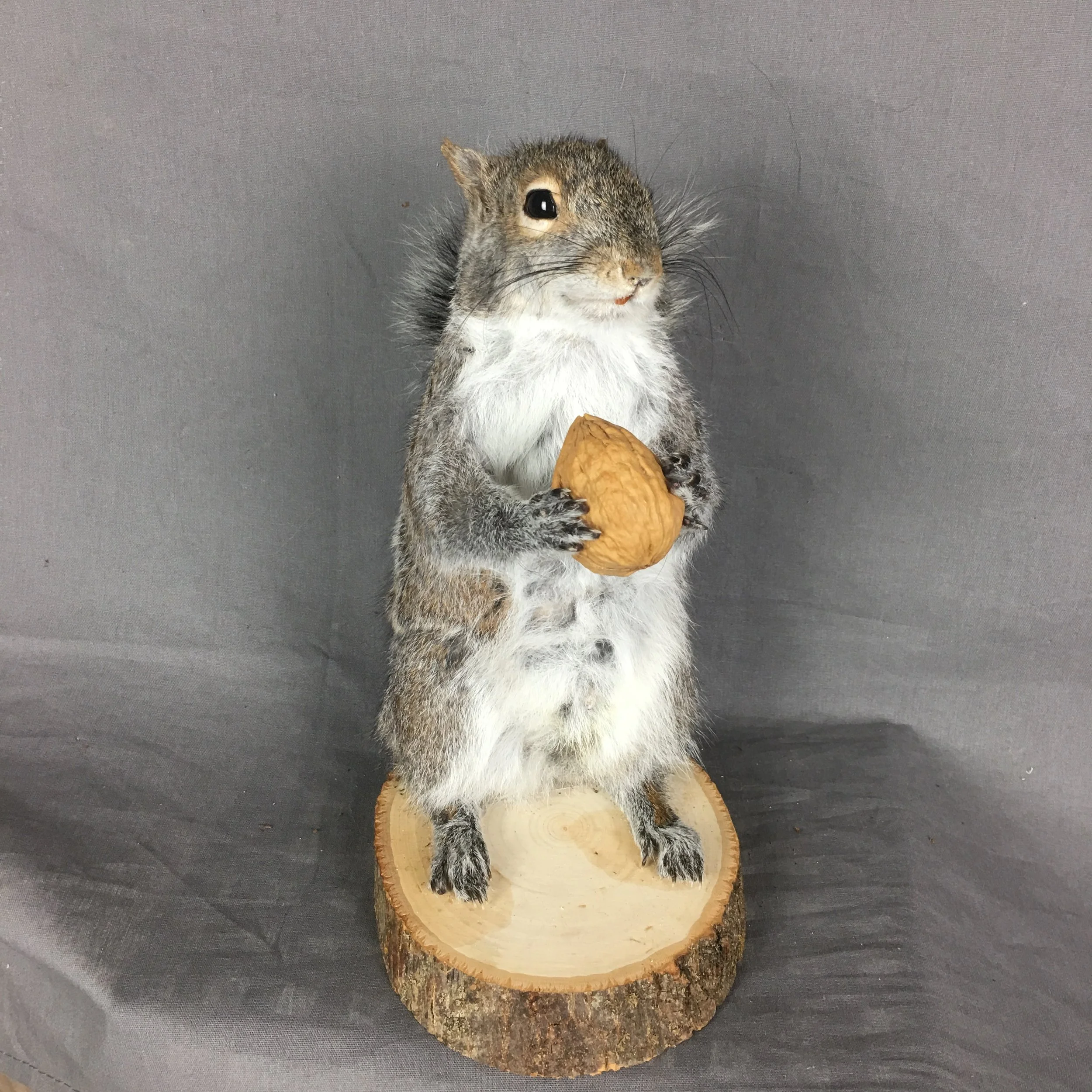 Squirrel With Walnut