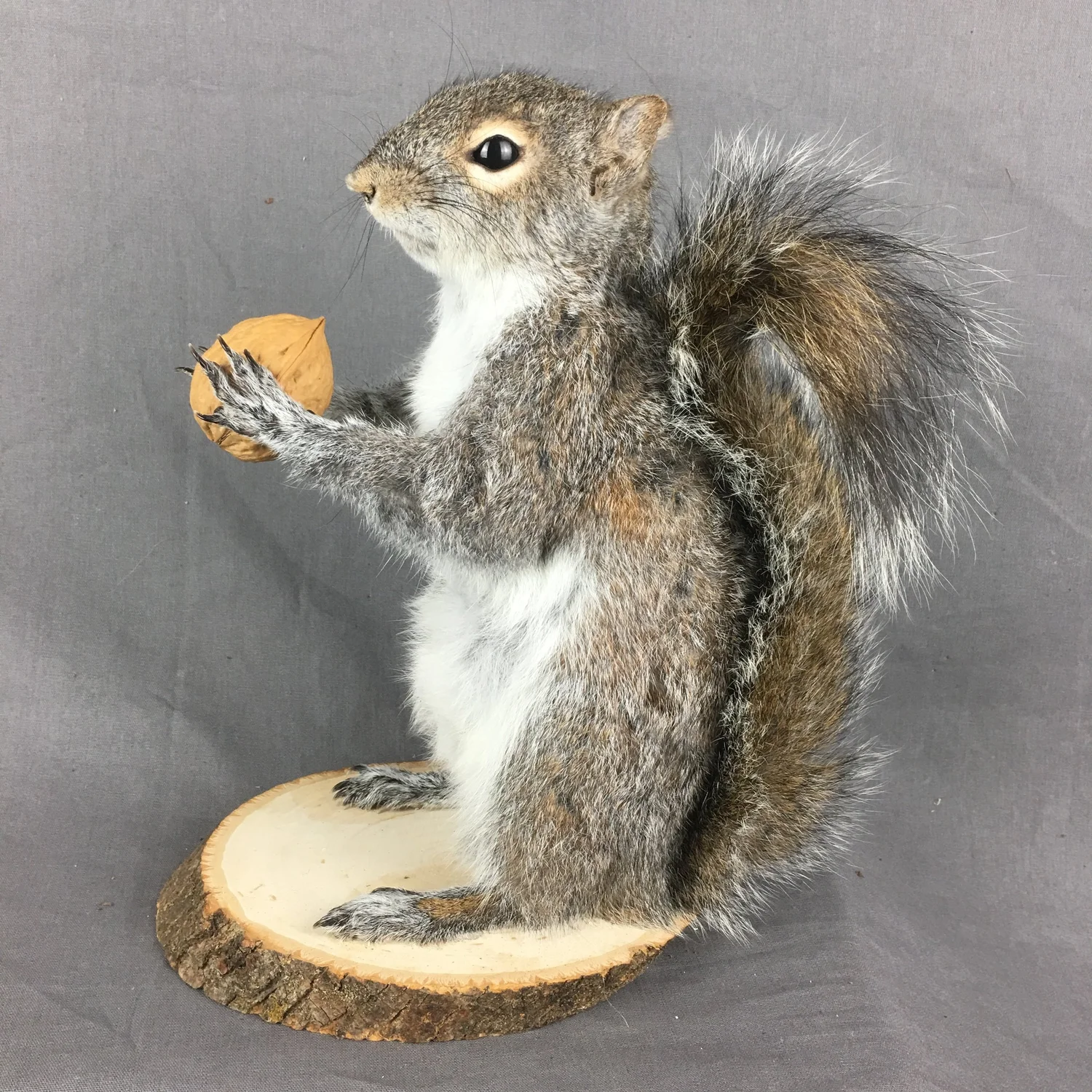 Squirrel Form Taxidermy