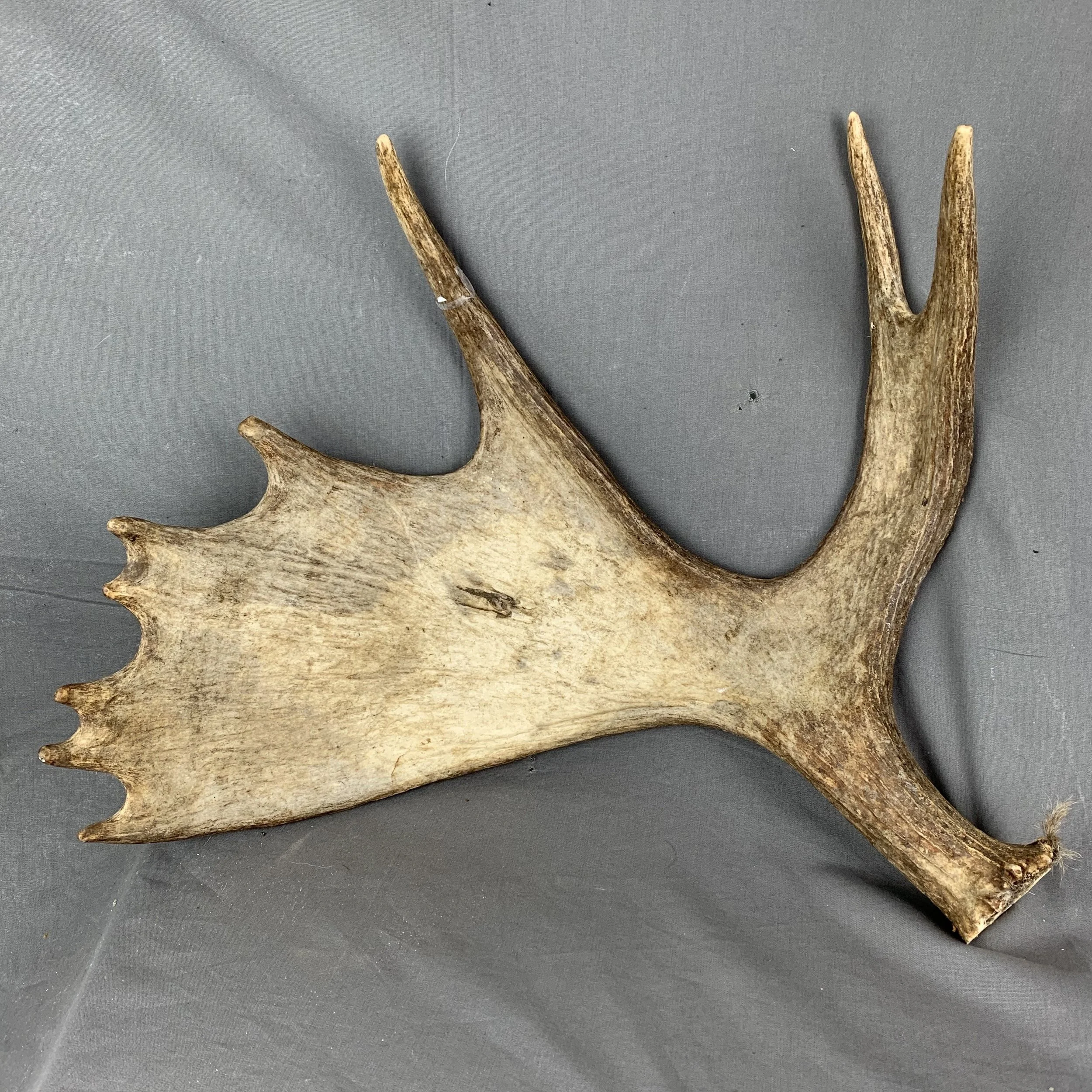 moose antler