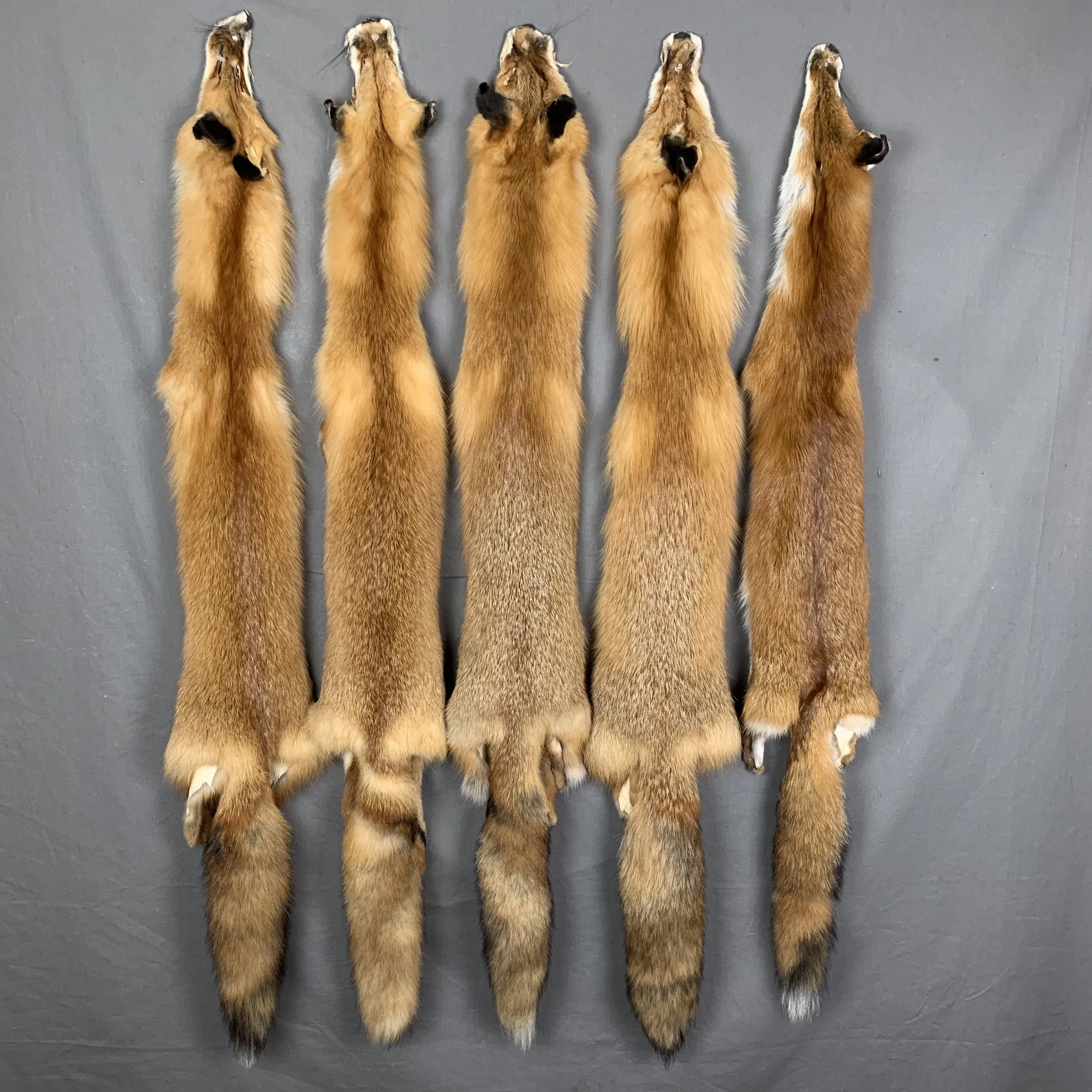 Wild Red Fox Fur (No Feet)