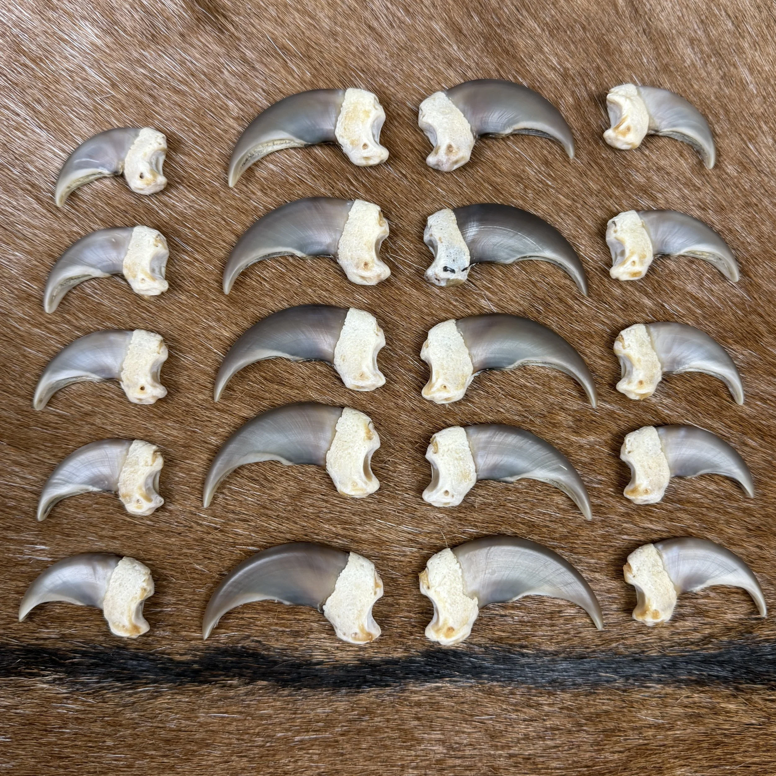 Black Bear Claw Set
