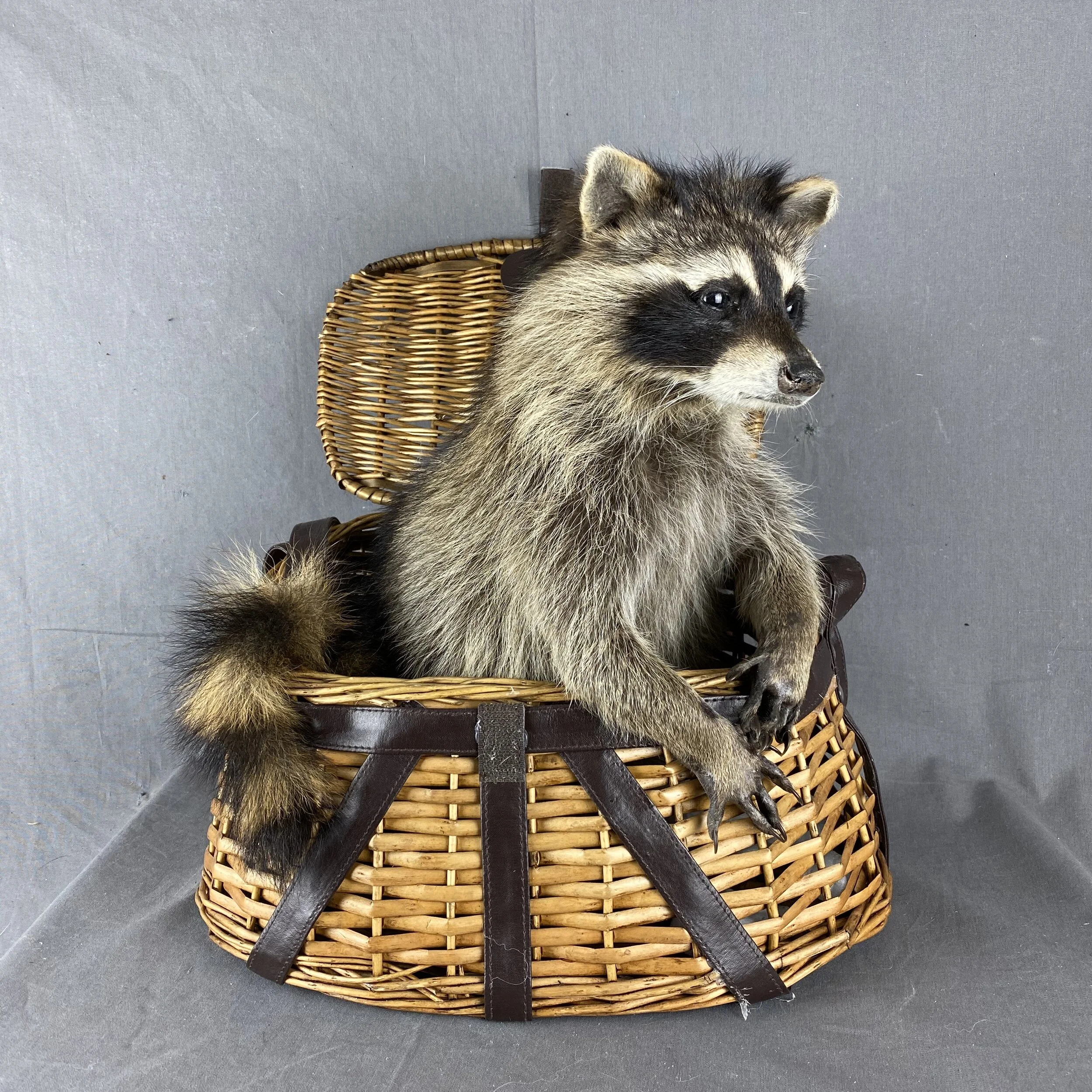 raccoon taxidermy 