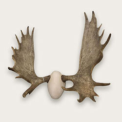 Animal Skulls — Claw, Antler & Hide Co.