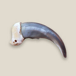 Coyote Foot Bone Bead — Claw, Antler & Hide Co.