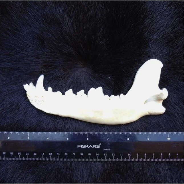 Wolf Jaw