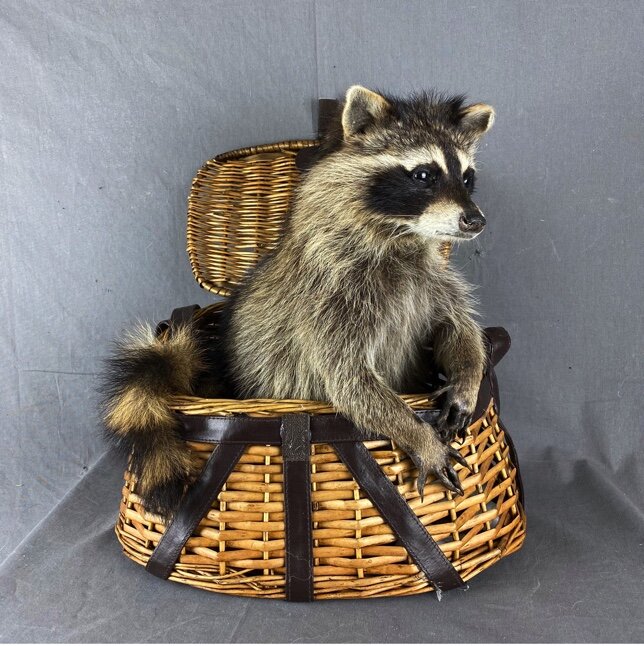 Raccoon (Fishing Basket)