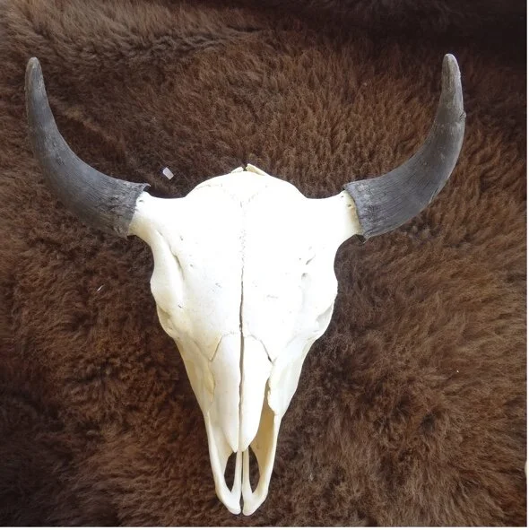 Buffalo Skull Large