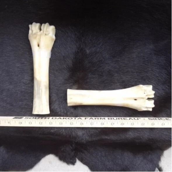 Buffalo Leg bone