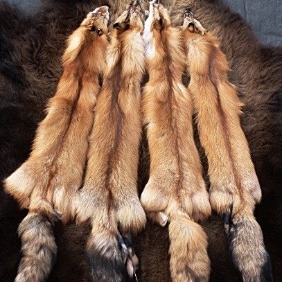 Furs for Sale — Claw, Antler & Hide Co.