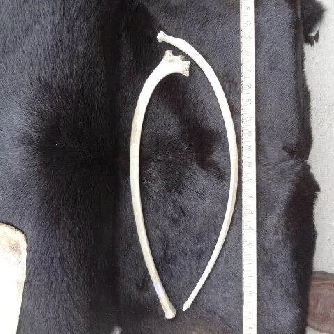 Elk Rib Bone