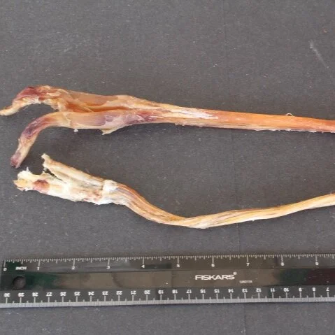 Elk Leg Sinew