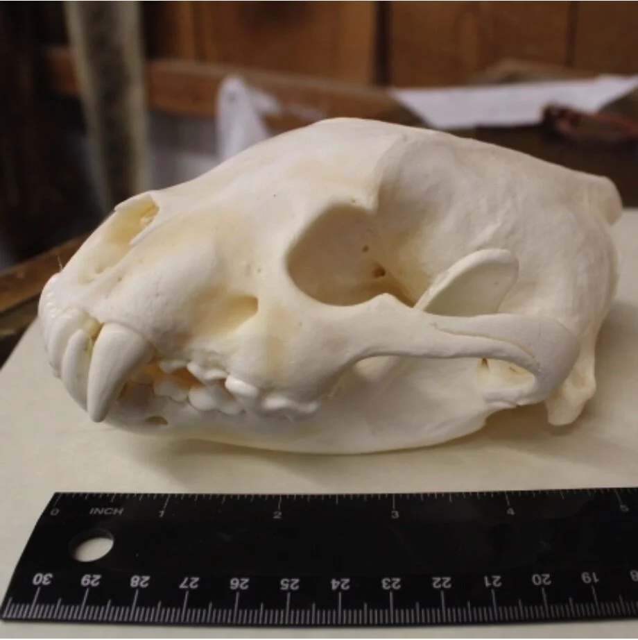 Wolverine Skull