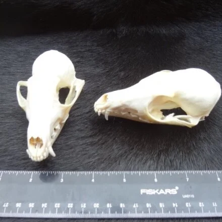 Swift Fox Skull