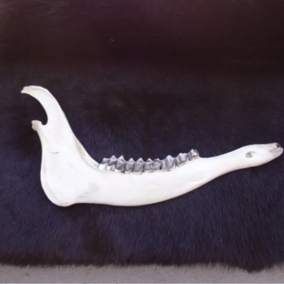Elk Jaws