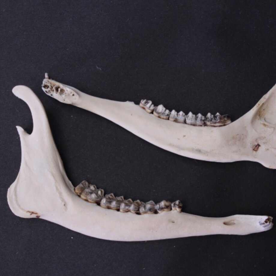Deer Jaw