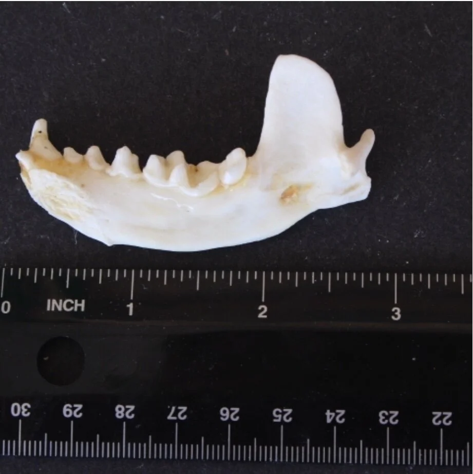Otter Jaw