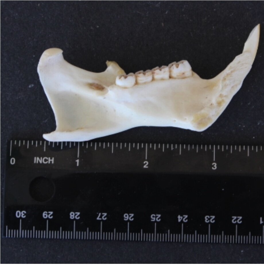 Porcupine Jaw