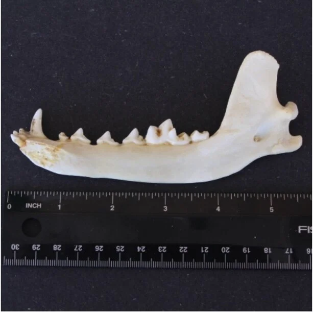 Coyote Jaw