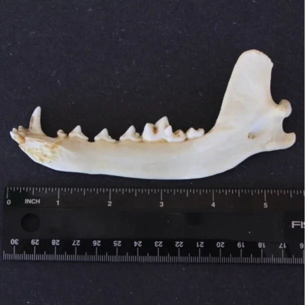 Fox Jaw