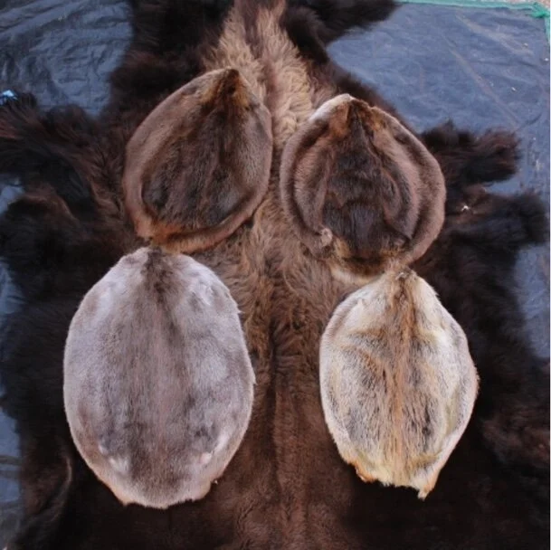 Beaver Hide