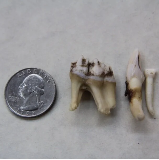 Deer Teeth