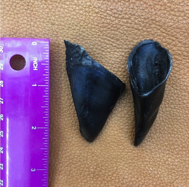 Deer Hoof
