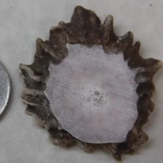 Deer Antler Rosette Button