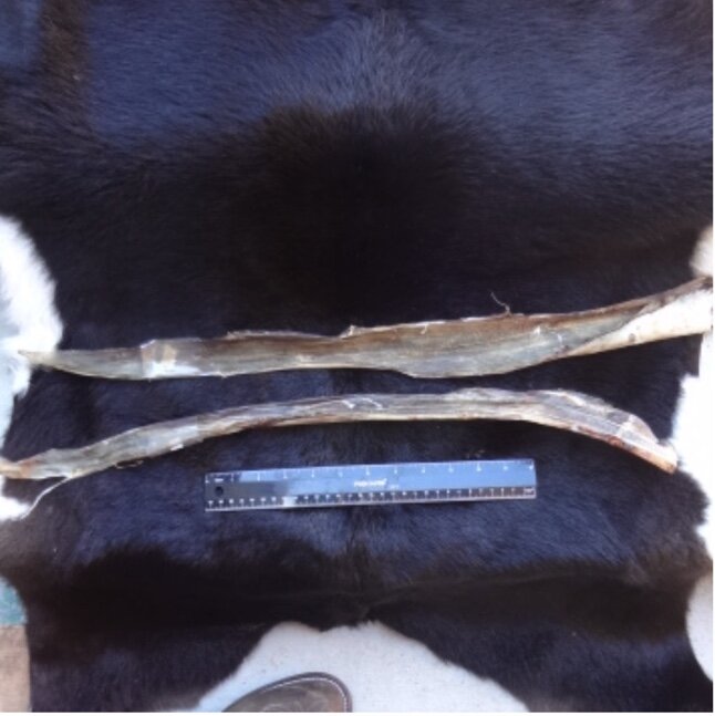 Elk Back Sinew