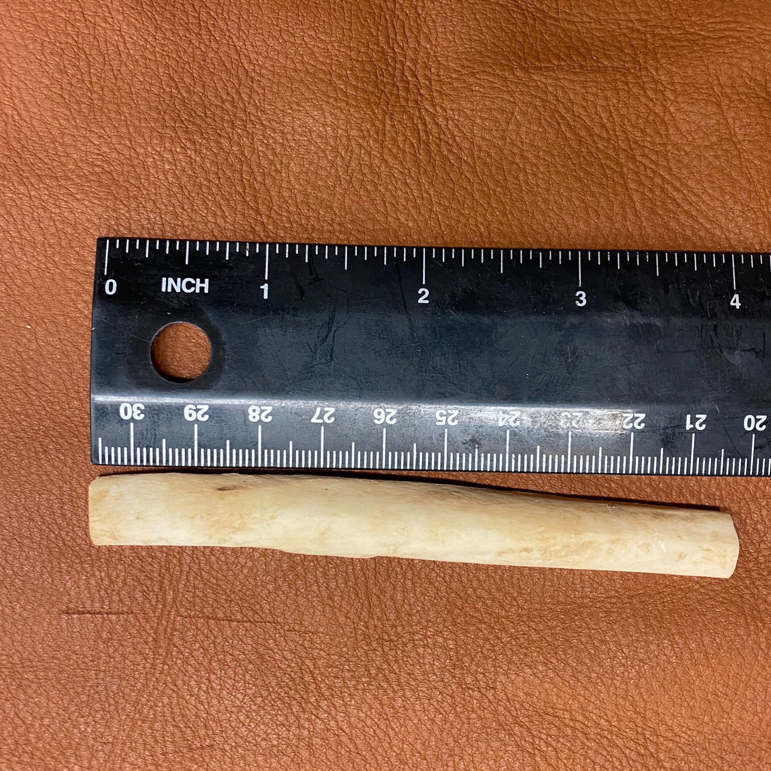 coyotes leg bone