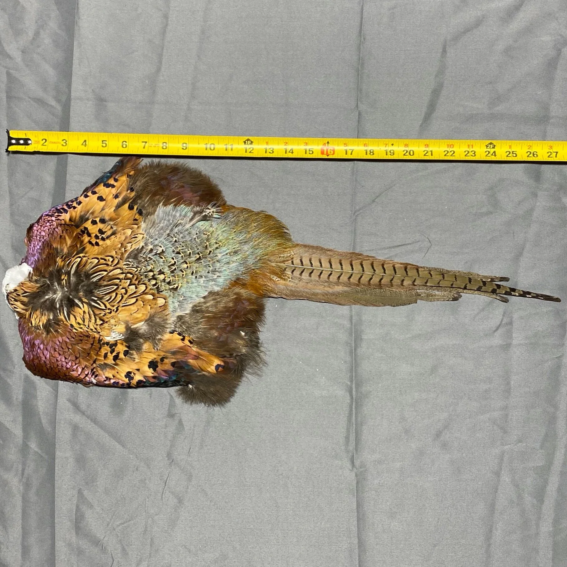 Ringneck Pheasant Skin