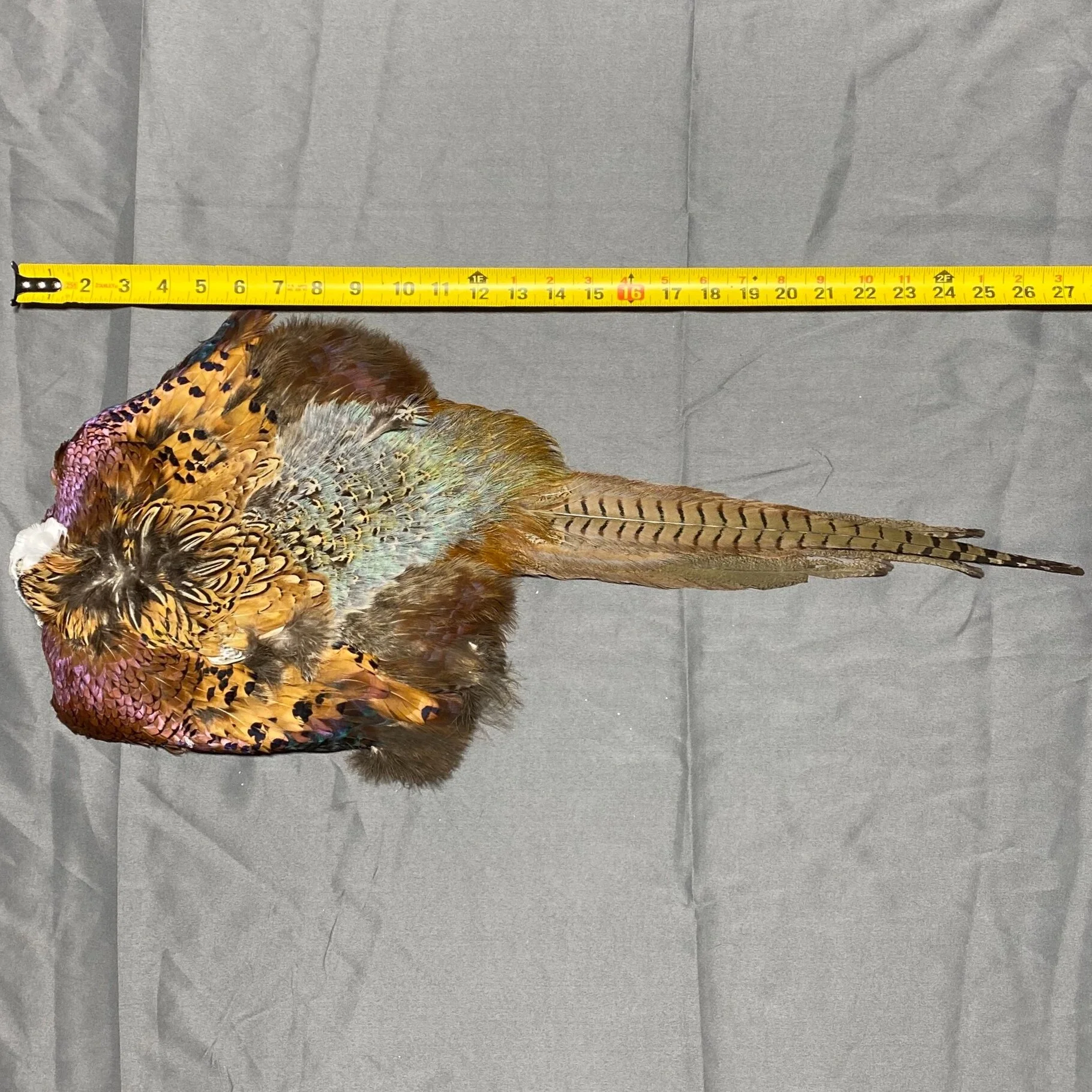 ringneck pheasant skin