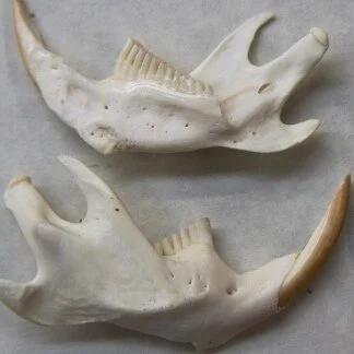 Muskrat Jaw