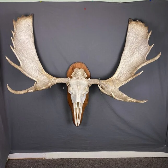 Moose Skull 53”